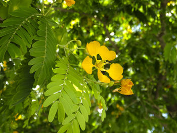 Close-up of yellow flowers growing on tree