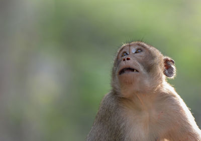 Close-up of monkey looking away