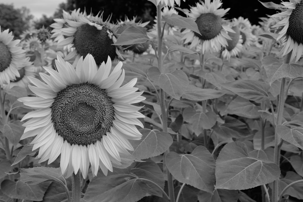 FULL FRAME SHOT OF SUNFLOWER