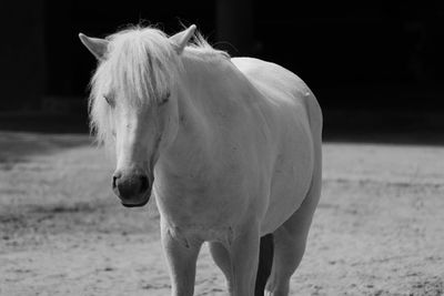 Horse standing outdoors