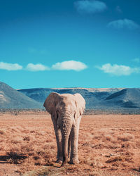 Elephant standing on field in desert against sky