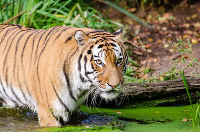 View of tiger drinking water