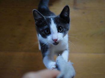 Portrait of cat on floor