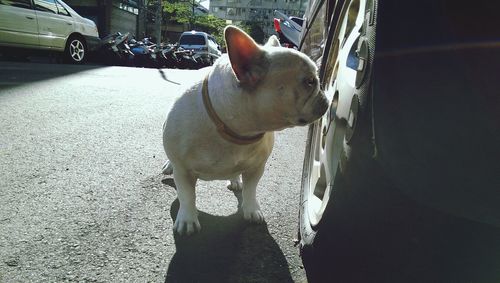 Close-up of dog