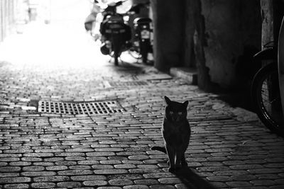 Portrait of cat on footpath by street in city