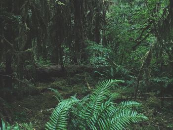 Trees in forest