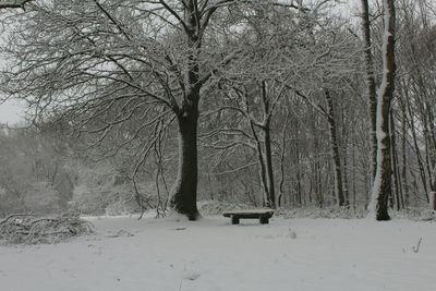 Bare trees on snow covered landscape