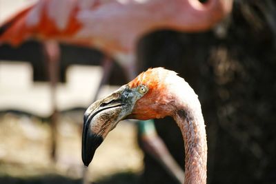 Close-up of flamingo