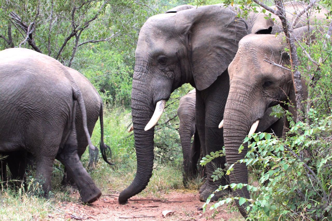 Elephants in forest