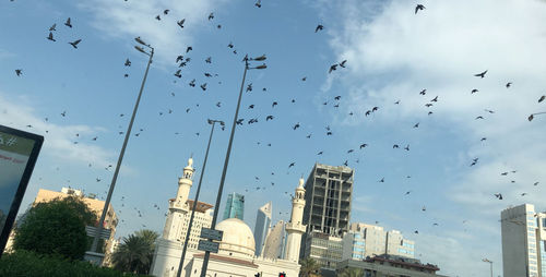 Low angle view of birds flying in city