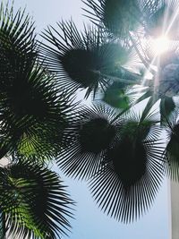 Low angle view of palm tree against sky