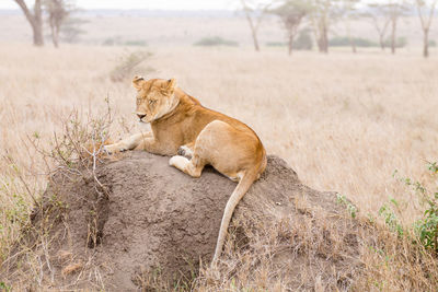 Cat lying on a field