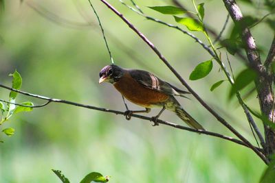 Close-up of bird perching on tree