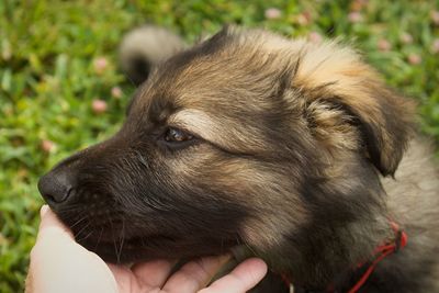 Close-up of person with puppy