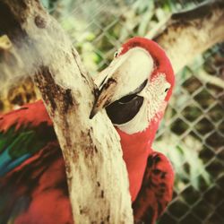 Close-up of bird on tree trunk