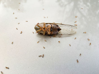 Close-up of dead insect on ground