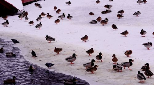 High angle view of birds in the winter