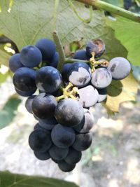 Close-up of grapes in vineyard