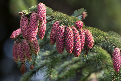 Close-up of pine cone on branch in winter