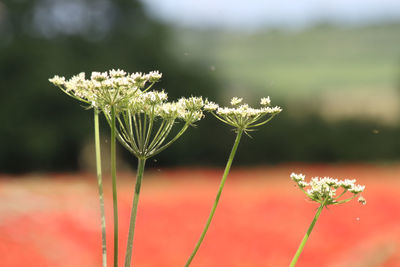 Close-up of flowering plant on field