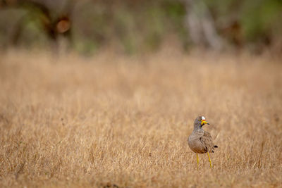 Wattled lapwing