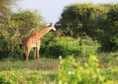 Massai-giraffe in tsavo east national park, kenya, africa