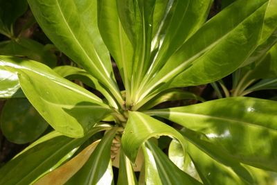 High angle view of plant