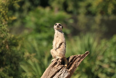 Meerkat on field