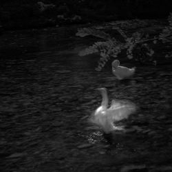 Swans swimming in lake