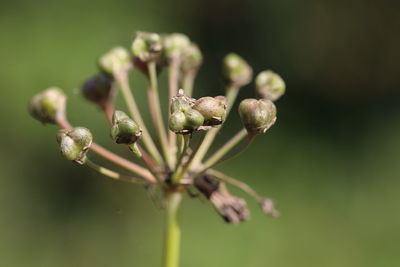 Close-up of flower buds