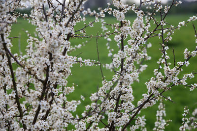 Close-up of white cherry blossom tree