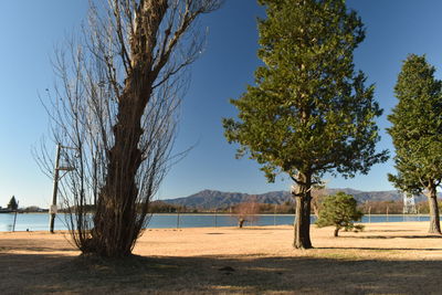 Trees on field against sky