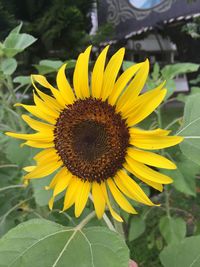 Close-up of sunflower