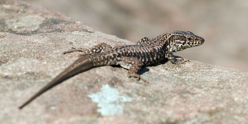 Close-up of lizard on rock