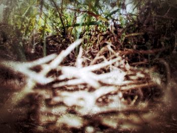 Close-up of plants