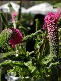 Close-up of pink flowering plant