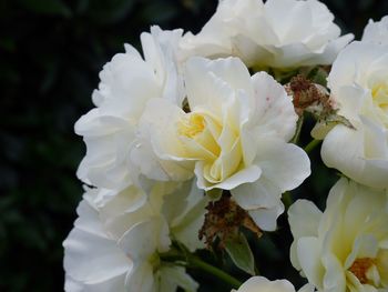 Close-up of white roses