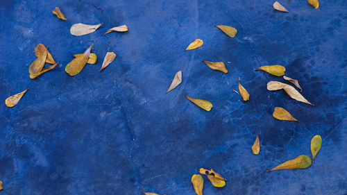 Concrete floor with dry leaves patterned from the tree.