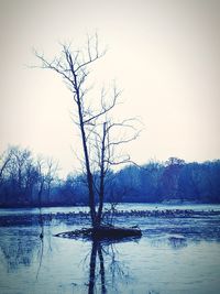 Bare tree by lake against clear sky during winter