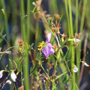 Close-up of purple flowering plants