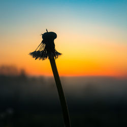 Close-up of silhouette plant against orange sky