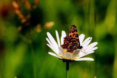 Close-up of butterfly pollinating on flower