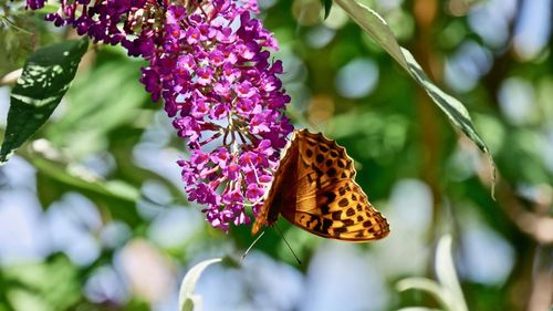 Close-up of butterfly pollinating on purple flower