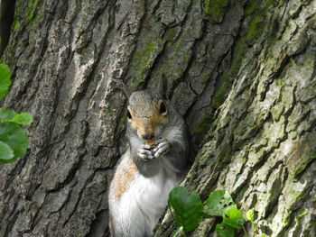 Squirrel on tree trunk