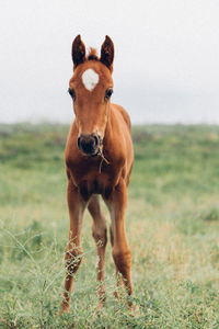 Horse standing on field