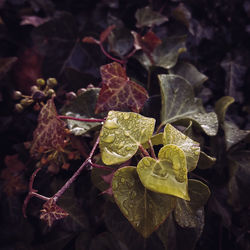 Full frame shot of leaves