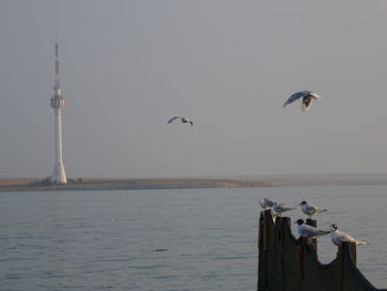 Birds flying over sea against clear sky