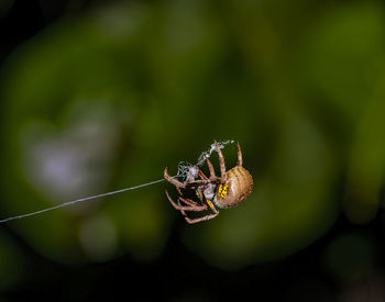 Close-up of spider on web