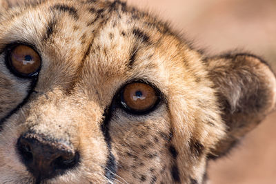 Close-up portrait of a dog