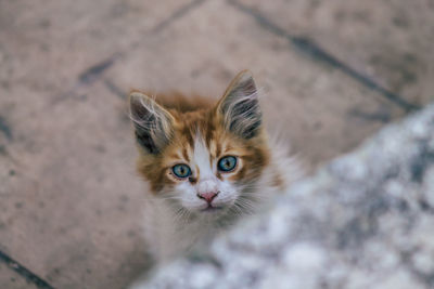 High angle portrait of cat